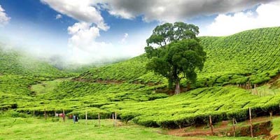 Green Kerala (7 nights and 8 days)